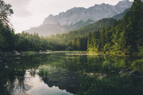 Фото возле леса