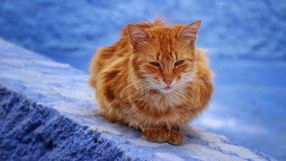Обои на рабочий стол Рыжий кот сидит на камне