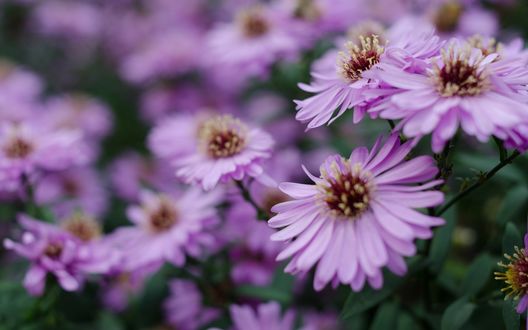 Обои на рабочий стол Розовые цветы крупным планом, размытый фон