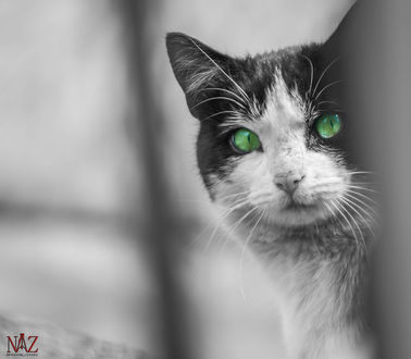Обои на рабочий стол Мордочка бело-черной кошки с зелеными глазами, by NAZ PHOTOS