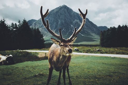 Обои на рабочий стол Олень стоит на фоне горы, фотограф Daniel Casson