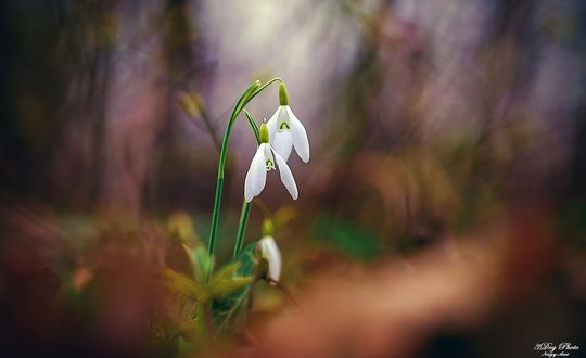 Обои на рабочий стол Подснежники на размытом фоне, by 3DogPhoto