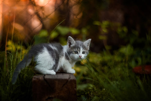 Обои на рабочий стол Котенок на лавочке, фотограф Коротун Юрий