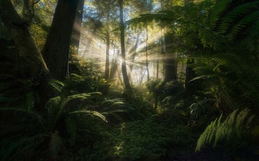 Обои на рабочий стол Дневной свет освещает зеленый лес, фотограф Marc Adamus