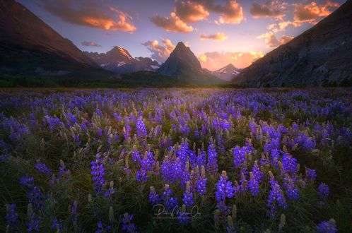 Обои на рабочий стол Поле фиолетовых цветов перед горами, фотограф Patrick Marson Ong