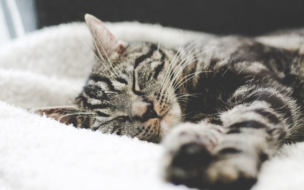 Обои для рабочего стола Полосатый кот спит на мягком покрывале