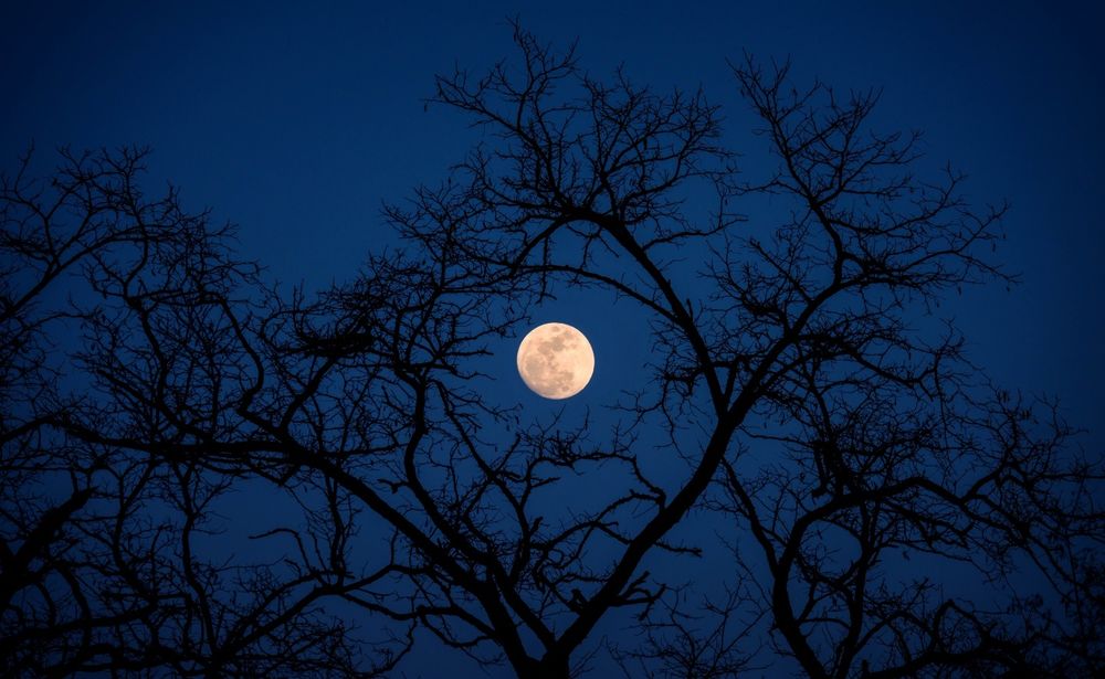 Обои для рабочего стола Полная луна, проглядывающая сквозь сплетение черных ветвей на фоне темно-синего ночного неба