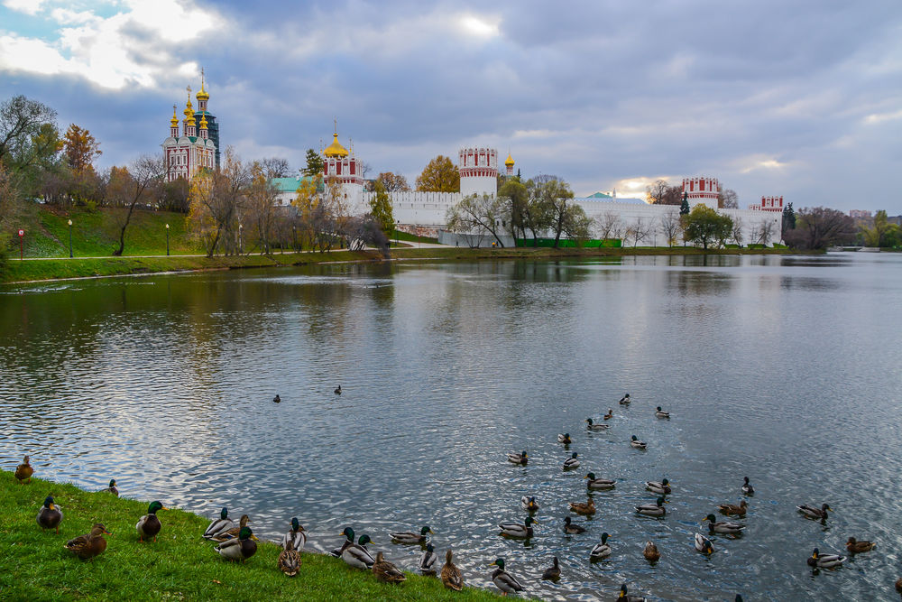 Обои для рабочего стола Богородице - Смоленский Новодевичий монастырь на берегу реки, со стайкой уток на переднем плане, на фоне хмурого неба, Россия, Москва
