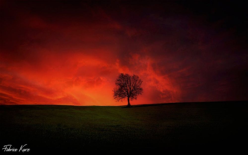 Обои для рабочего стола Одинокое дерево на фоне огненного неба, фотограф Fabrice Kurz