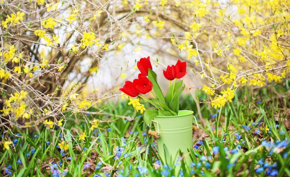 Обои для рабочего стола Букет красных тюльпанов в зеленом ведерке стоит на фоне зарослей цветущей желтой жимолости и голубых незабудок