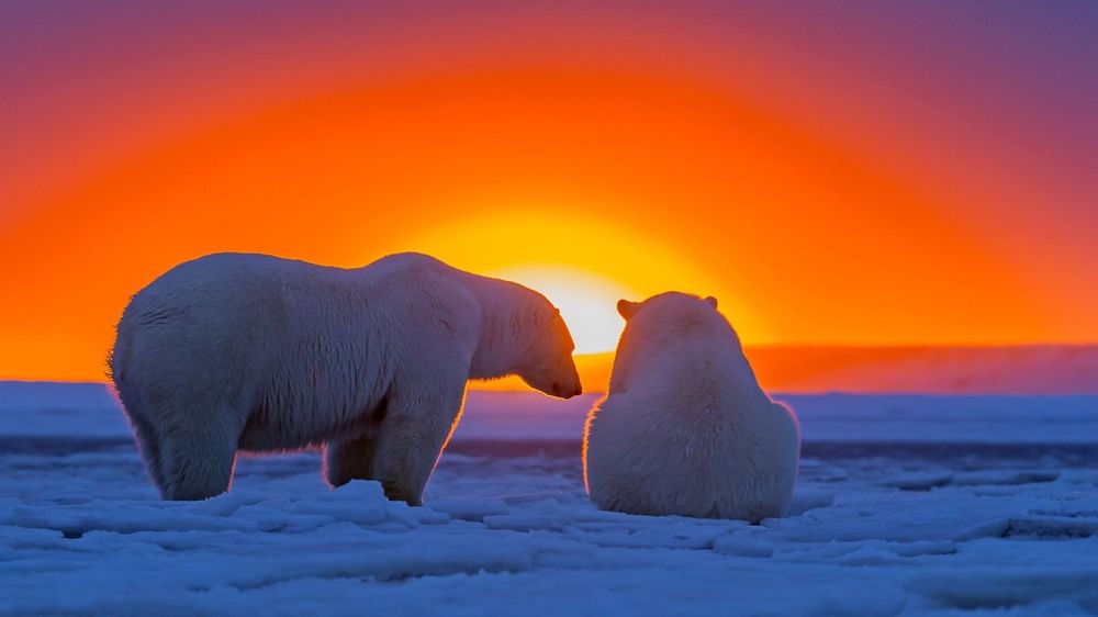 Обои для рабочего стола Белые медведи во льдах на фоне солнце