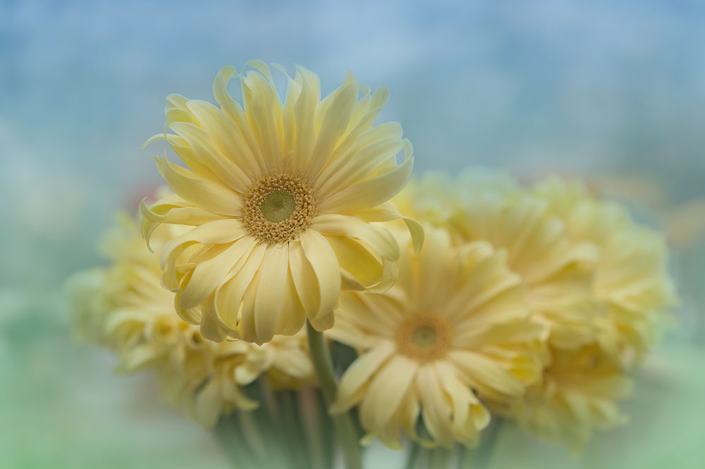 Обои для рабочего стола Желтые цветки герберы, фотограф GaL-Lina