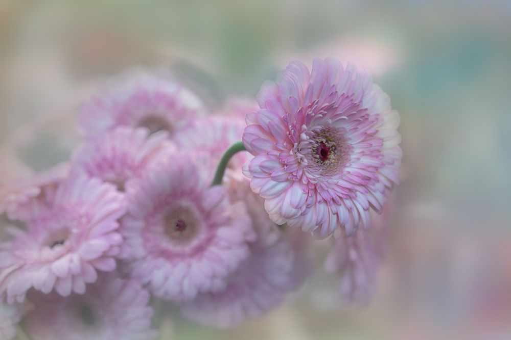 Обои для рабочего стола Розовые цветки герберы, фотограф GaL-Lina