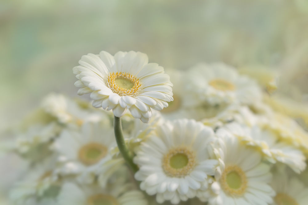 Обои для рабочего стола Белые цветки герберы, фотограф GaL-Lina