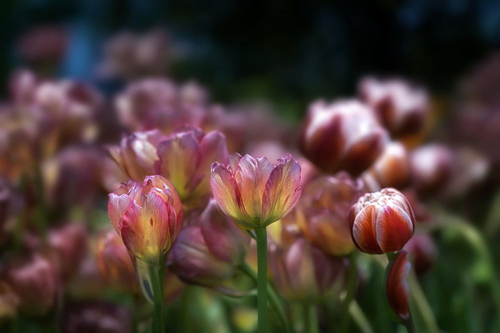 Обои для рабочего стола Множество красивых цветов тюльпана, фотограф GaL-Lina