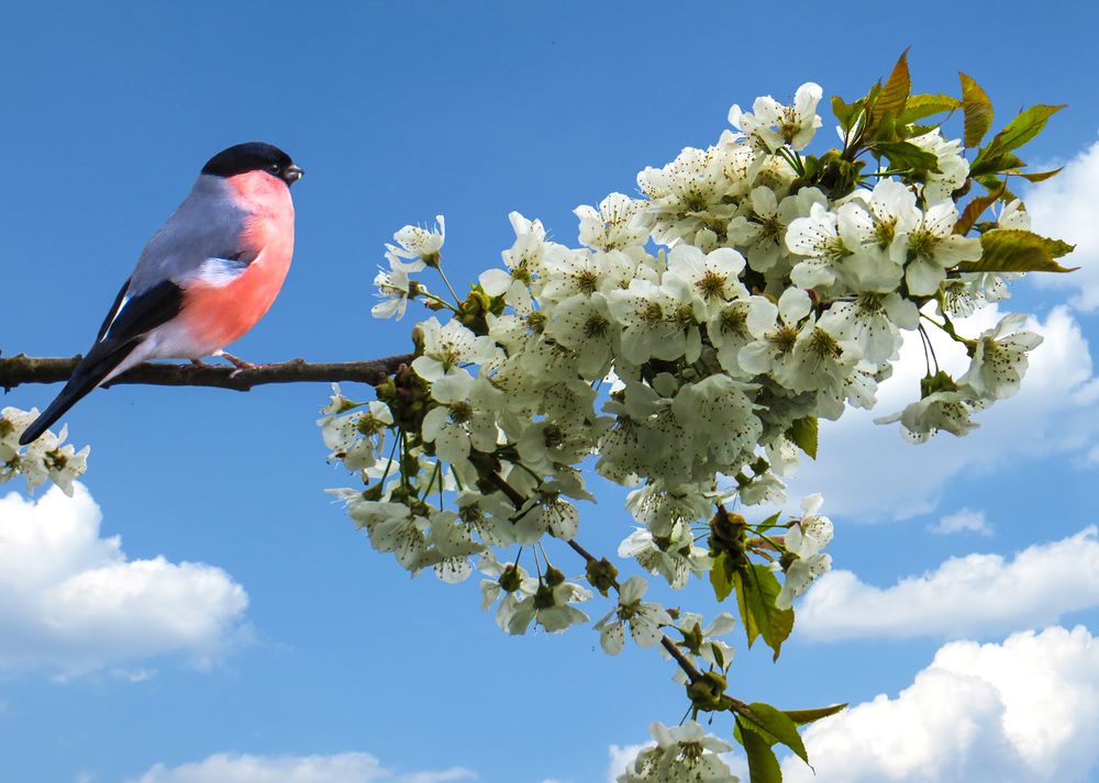 Обои для рабочего стола Снегирь, сидящий на цветущей ветви яблони, на фоне неба и облаков, весна