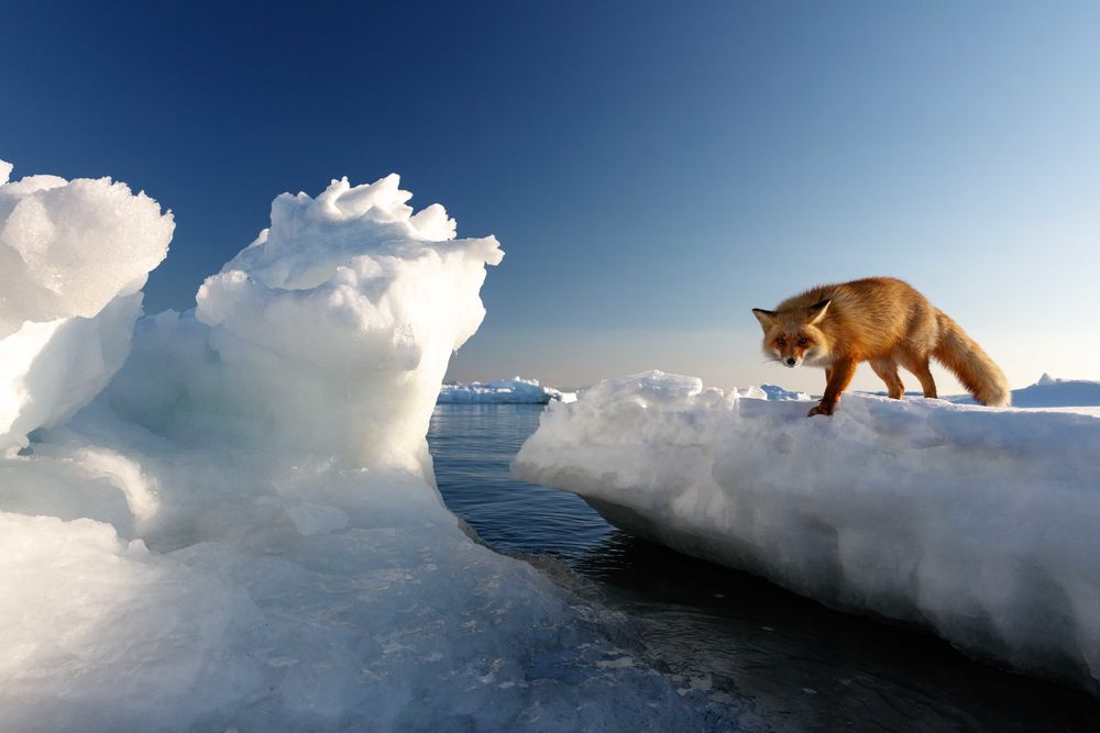 Обои для рабочего стола Рыжая лисица стоит на льдине и смотрит на нас. Фотограф Александр Санин