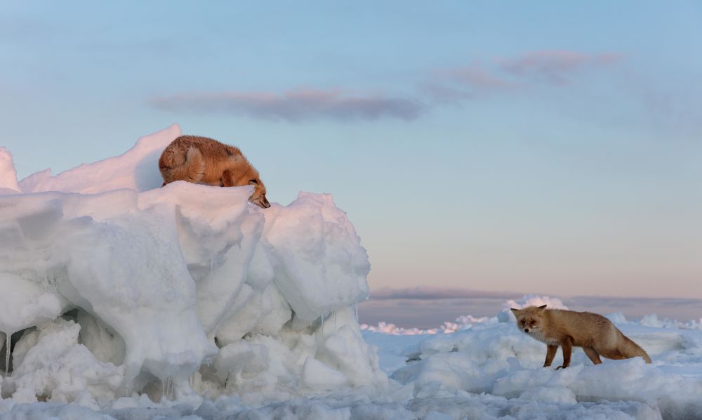Обои для рабочего стола Притаившаяся лиса на льдине смотрит на лису стоящую внизу. Фотограф Александр Санин