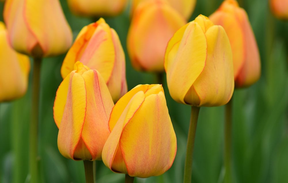 Обои для рабочего стола Оранжево-желтые тюльпаны на размытом фоне