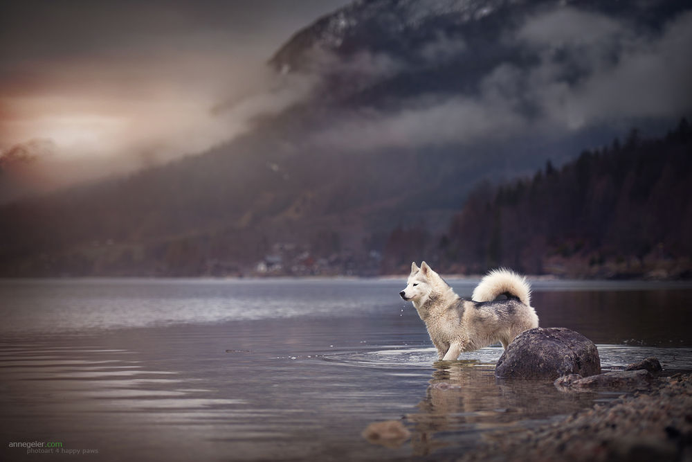 Обои для рабочего стола Собака стоит в воде на фоне горного пейзажа, by Anne Geier