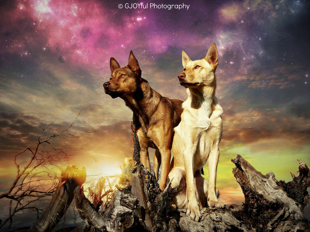 Обои для рабочего стола Собаки у кусков сухого дерева на фоне красочного неба