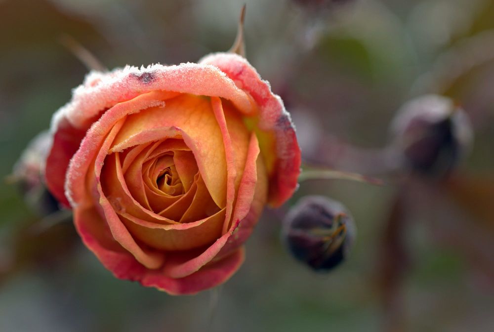 Обои для рабочего стола Роза с бутонами в инее, фотограф Sonata Zemgulienе