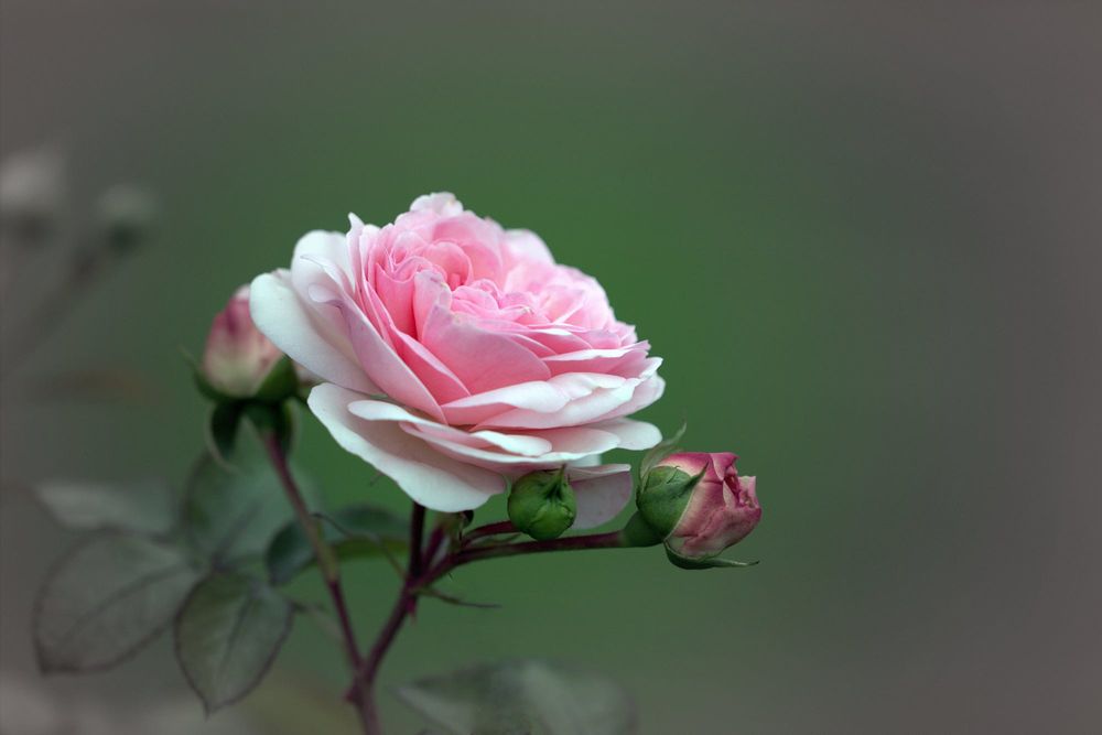 Обои для рабочего стола Розовая роза с бутонами, фотограф Sonata Zemgulienе