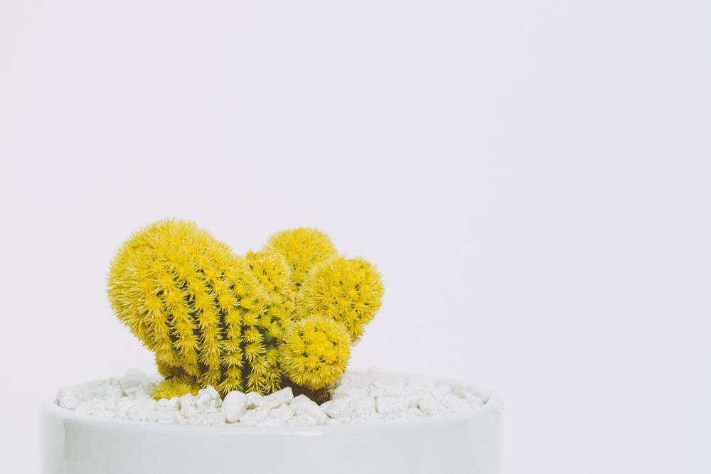 Обои для рабочего стола Желтый кактус в горшке с гидропонной почве на белом фоне, by Scott Webb