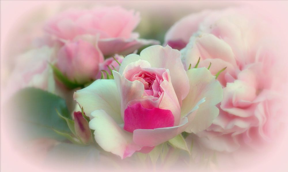 Обои для рабочего стола Нежные розы на размытом фоне, фотограф Sonata Zemgulienе