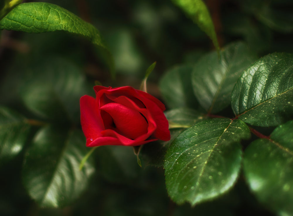 Обои для рабочего стола Бутон красной розы. Фотограф Михаил MSH - Mykhailo Sherman
