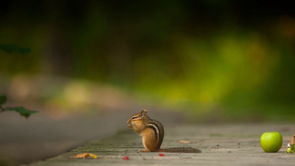 Обои для рабочего стола Бурундук сидит недалеко от яблока, фотограф Andre Villeneuve