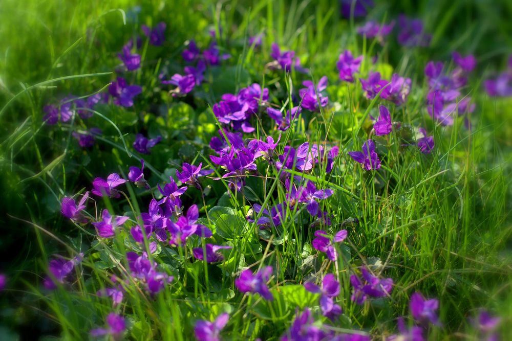 Обои для рабочего стола Фиолетовые цветы в зеленой траве, фотограф Sonata Zemgulienе