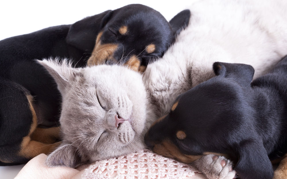 Обои для рабочего стола Два щенка таксы спят вместе со пепельно-серым котом