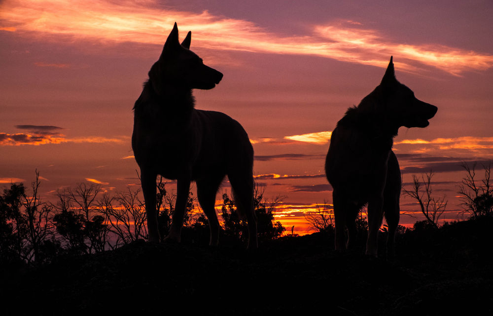 Обои для рабочего стола Силуэты двух собак на фоне закатного неба