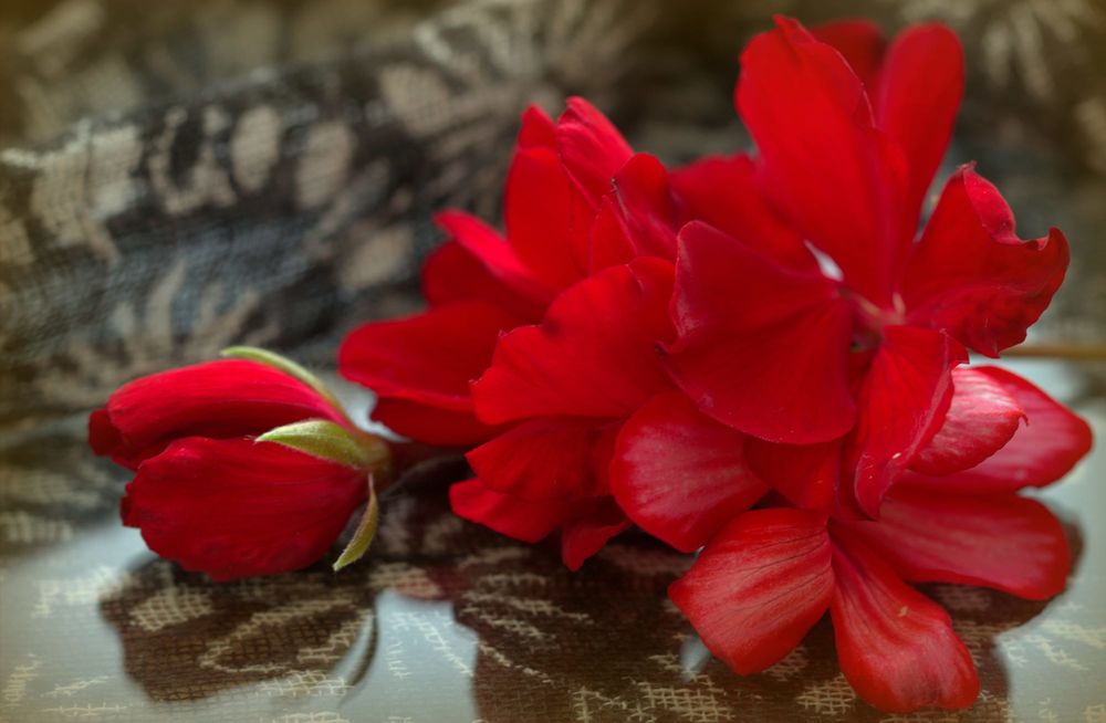 Обои для рабочего стола Красные цветы на столе, фотограф Sonata Zemgulienе