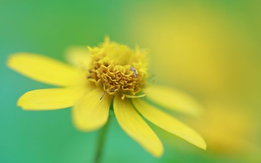 Обои на рабочий стол Желтый цветок в макросъемке