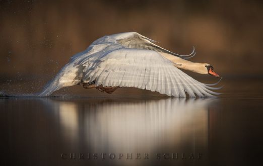 Обои на рабочий стол Лебедь над водой, фотограф CHRISTOPHER SCHLAF