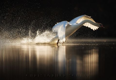Обои на рабочий стол Взлетающий над водой лебедь, фотограф CHRISTOPHER SCHLAF