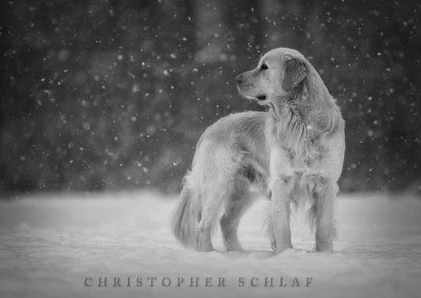 Обои на рабочий стол Собака стоит под падающим снегом, фотограф CHRISTOPHER SCHLAF