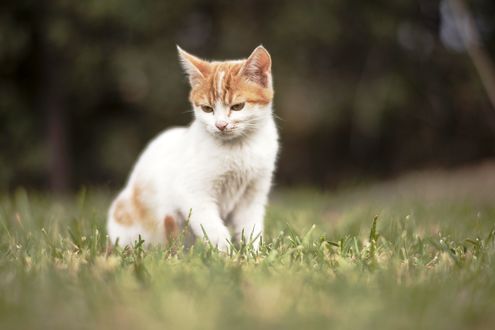 Обои на рабочий стол Котенок на природе