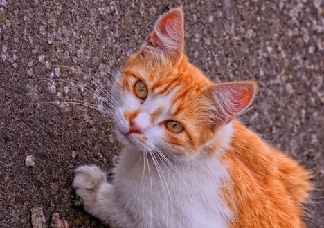Обои на рабочий стол Симпатичная рыже-белая кошка смотрит на фотографа