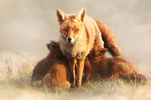Обои на рабочий стол Лиса со своими детенышами, фотограф Joke Hulst