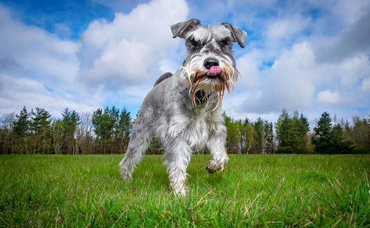 Обои на рабочий стол Собака породы Schnauzer / Шнауцер прогуливается на зеленом лугу, вдали виднеется молодой ельник
