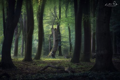 Обои на рабочий стол Весенний лес с большими деревьями, фотограф Martin Podt