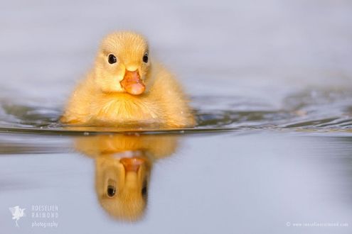 Обои на рабочий стол Утенок на воде, фотограф Roeselien Raimond