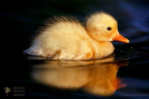 Обои на рабочий стол Утенок на воде, фотограф Roeselien Raimond