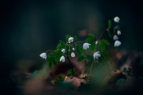 Обои на рабочий стол Белые цветочки на размытом фоне, by 3DogPhoto