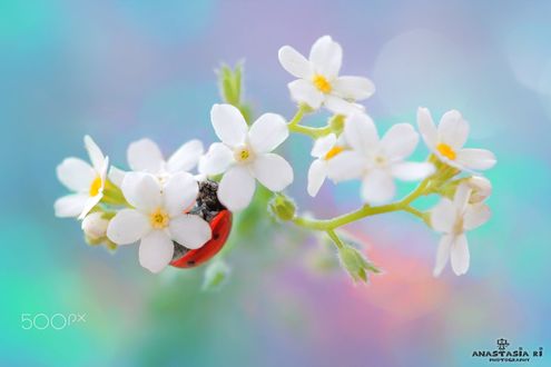 Обои на рабочий стол Божья коровка сидит на цветке, фотограф Anastasia Ri