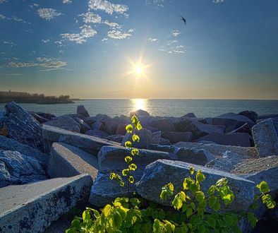 Обои на рабочий стол Зеленый кустик у камней на фоне рассвета, фотограф Phil Koch