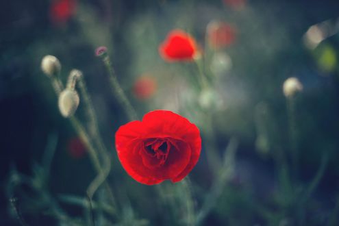 Обои на рабочий стол Маки и бутоны на размытом фоне, by Baxia Art